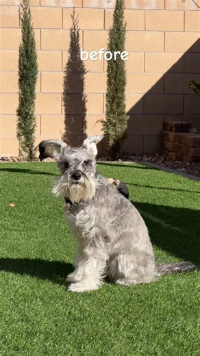 Mini schnauzer haircut ♥️🐾