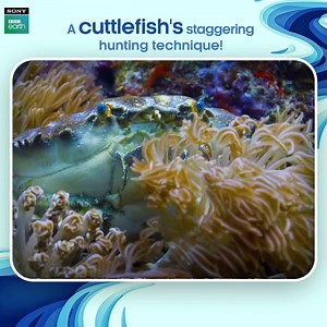 304K views · 89 reactions | Cuttlefish are known as the 'Chameleons of the sea' for this unique 'colour changing' quality of theirs! ​ #SonyBBCEarth #FeelAlive #Cuttlefish #Hunting #SeaLife #Nature | Sony BBC Earth | Facebook