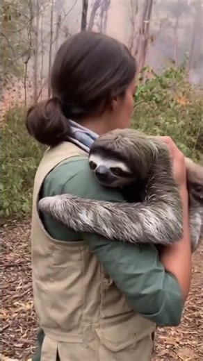 Heroic Hug! Woman Rescues Sloth Mom + Baby From Forest Fire – MindPopClips