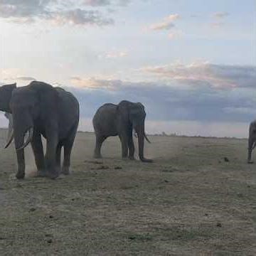 Elephants at play #shorts #wildlife