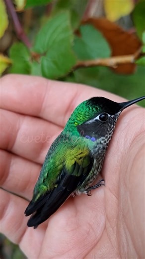 Don’t be fooled by their size—hummingbirds are among the most powerful and precise flyers in nature. They flap their wings up to 80 times per second, can hover like helicopters, and even fly upside down. Their bright feathers act like tiny prisms, reflecting light in dazzling colors. These tiny wonders are not just beautiful—they’re essential pollinators keeping ecosystems alive. Watch and discover why the hummingbird is a true flying jewel! #FastestWings #FlyingJewels #HummingbirdFacts #Colibrí