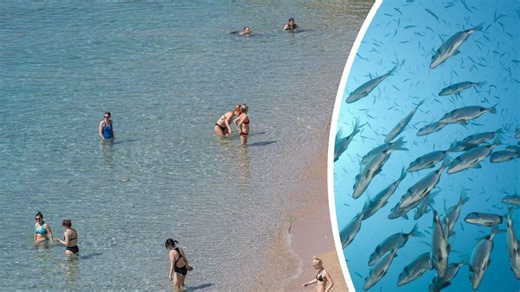 Fische knabbern an Badegästen in Kroatien: Experte gibt Urlaubern wichtigen Rat