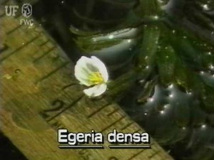 common waterweed (Egeria densa)