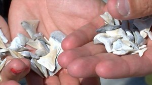 Fossilized shark teeth found on Florida beach | CNN