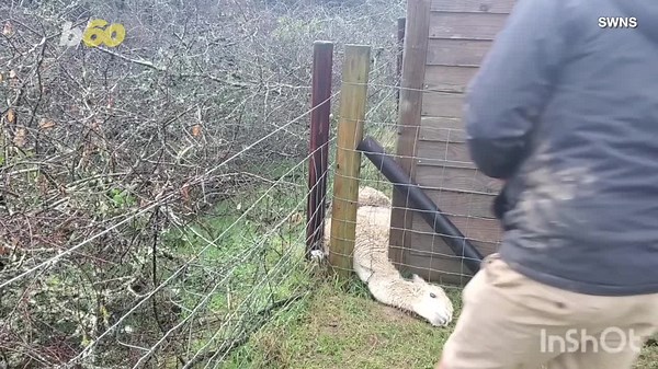 After 16 Hours Stuck in a Fence, This Alpaca Has Been Rescued!