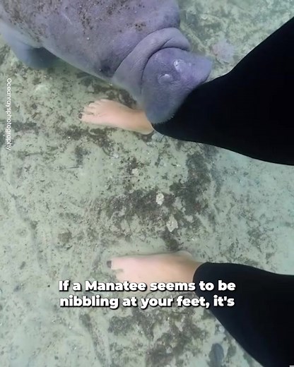 Curious Manatee 🥰 | Awesome Videos