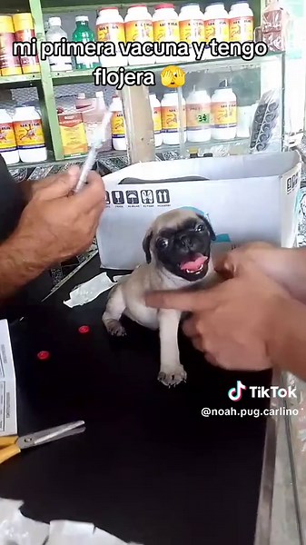 Primeras Vacunas para Cachorros Pug: Guía Completa