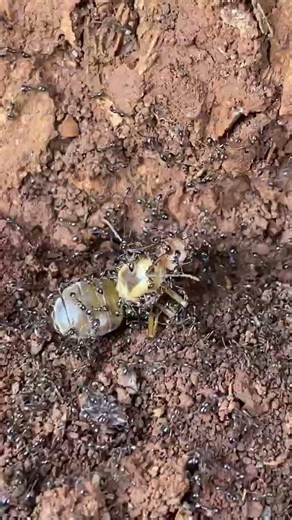 Inside the Life of Ants: Incredible Survival Behavior! #Ants #NatureLovers