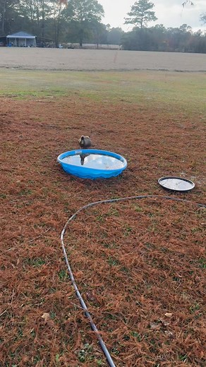 6.9K views · 75 reactions | My two little buddies | Tim Milam | Facebook