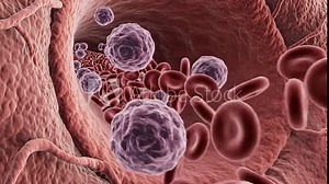 Microscopic view of blood cells including red blood cells and larger white blood cells flowing dynamically through a human blood vessel illustrating the vital process of circulation and immune respon.