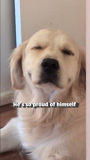 Golden Retriever Feigns Innocence After Eating Rug!