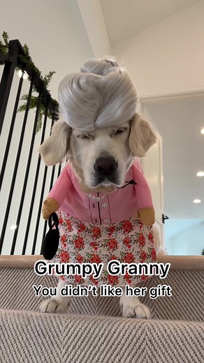 Funny Grumpy Dog Moments - Dogs Dressed Up for Christmas