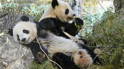 Japan will be without a panda for the first time in 50 years after twins leave Tokyo zoo