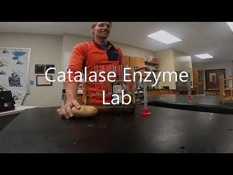 Catalase Enzyme Lab