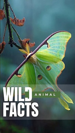 Why Luna Moths Survive Just Days 🌙🦋 #LunaMoth #WildlifeShorts #AnimalFacts #NatureSecrets