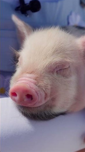 Go to Sleep Baby Pig 🐷💤 | Cute Piglet Sounds for Kids #shorts