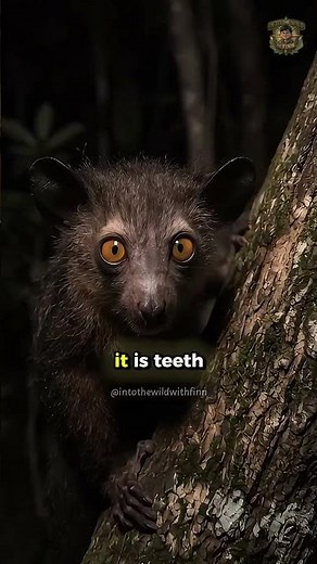 This Animal Looks Like a Nightmare — But It's a Genius Hunter #shorts