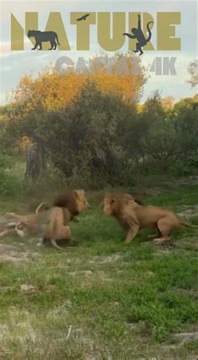 "Brutal Lion Brothers Fight Over Lioness in Savuti Botswana – Shocking Savage Clash!"​