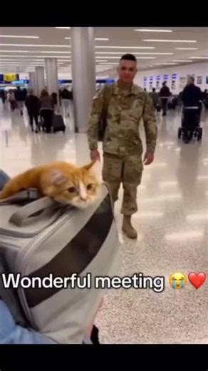 cats will never forget the smell of a soldier...😘❤️ #soldier #pet #cat #dog #cute #animals #foryou #typ