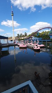 Flamingo Fun: Exploring Sea World Orlando from the Water! #seaworldorlando #paddleboats #flamingoboats | 125 Roller Coaster Challenge | Facebook