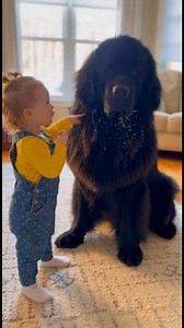 You can't just take it! Stealing is a no-no! This little girl is giving her giant Newfoundland dog a very serious, yet adorable, lecture about sharing crackers. Watch until the end for the sweet r #fblifestyle | The Flipped Piece