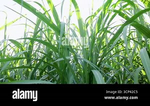 green sugarcane field in farming season, sugarcane leaves, sugar cane plantation, sugarcane farm, important crop for sugar and bioenergy production. perfect for agriculture and nature themes Stock Video Footage - Alamy