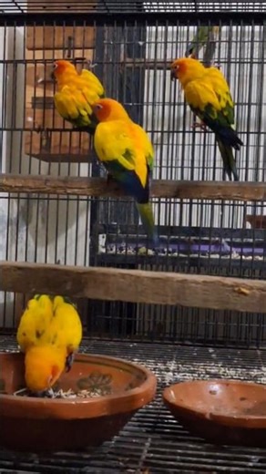 Beautiful Colorful Sun Conures Red Factor – Playful & Happy Parrots in Action #conure #parrot
