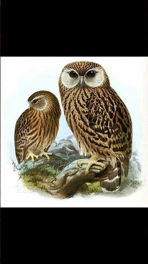 Laughing Owl #owl #extinction #extinctanimals #birds #endangeredspecies #newzealand #animalsong