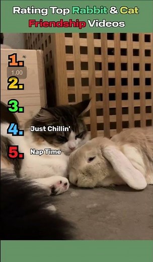 Rating Top Rabbit and Cat Friendship Videos 🐰🐱💞