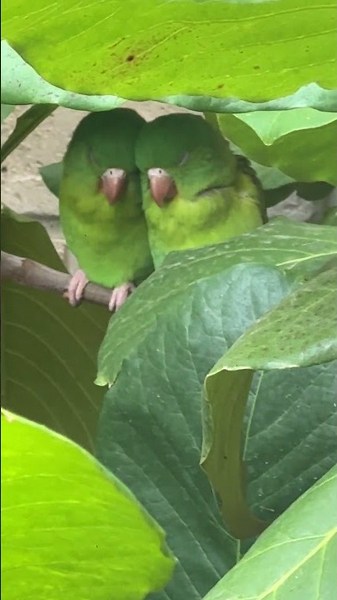 Loving Parakeets Cuddle In The Leaves || ViralHog