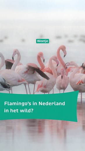 Flamingo’s in Nederland, in het wild? Jazeker! Het Grevelingenmeer is met zijn zoute water een topplek voor flamingo’s om te overwinteren zonder al te koude pootjes.🦩 #grevelingen #grevelingenmeer #natuur | Schooltv