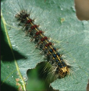 'Dangerous' Forest Insects Cause Damage to 125 Acres in Oakland