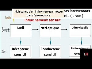 Le trajet de l’influx nerveux : comment la grenouille attrape sa proie ? 🧠 #profhallaji