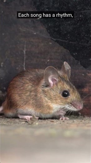 Why Do Mice Sing Songs We Can't Hear?