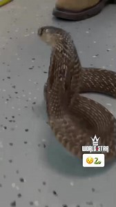 How to Safely Remove Eye Caps from an Indian Cobra