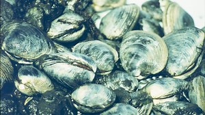 Quick facts about this long-lived clam that can be used in clam chowder! The northern quahog (little neck clam, hard clam, chowder clam, Mercenaria mercenaria, round clam, Atlantic quahog, cherrystone). Quahog facts! The northern quahog is a species of edible hard-shelled clam. The clams are found in shallow coastal waters from the Gulf of St. Lawrence in Canada to Florida. Northern quahogs support extensive commercial aquaculture farming and wild-capture harvest. They are also harvested recreat