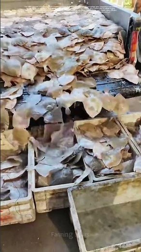 Unloading the Catch: How Fishermen Optimize Every Second to Keep Seafood Fresh