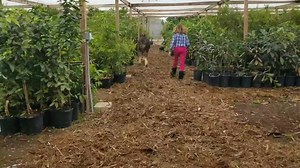 5.6K views · 168 reactions | Well, I can scratch "I wonder what a 4 week old clydesdale running loose at Greenlife would look like" off my bucket list. | Shamus O'Leary's Tropical Fruit Trees | Facebook