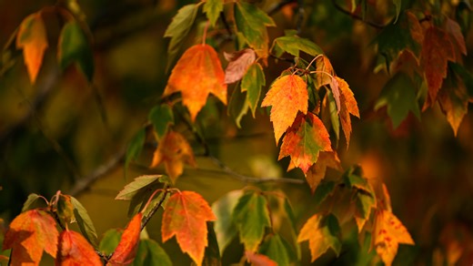 Fall color arriving early? Columbus arborists say dry conditions are turning leaves red