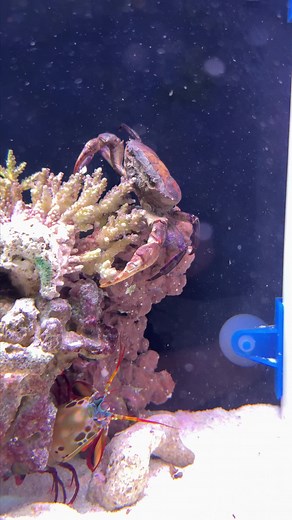 Mantis Shrimp Power: Incredible Punch vs Crab