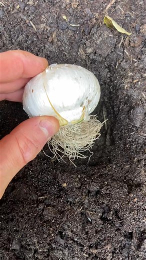 I’m stocking up on Allium bulbs ready to plant them in October and No... | Jazmin Sampson