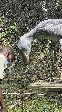How African Shoebill Accepts Humans as Trustworthy