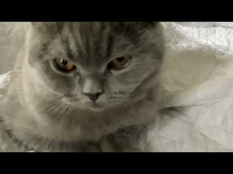 Silly gray cat (meme) (free to use) read discription