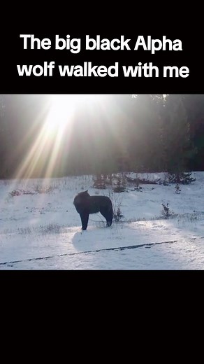 Black Alpha wolf in the forest # Kings of black wolf # viral animals # fyp