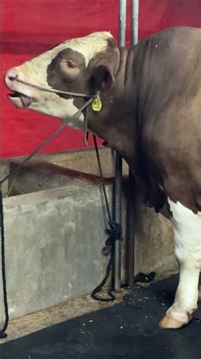 I have never seen a iconic fleckvieh bull like this before #animallovers #farmlife #fleckvieh #cow