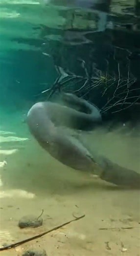 Anaconda vs Electric Eel