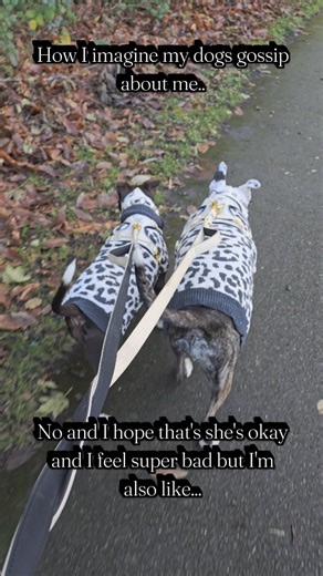 How I imagine my dogs talk about me! 😂🤭 #rescue #rescuedogs #amstaff ,#bullybreed #gossip | Spanish Bully Sisters