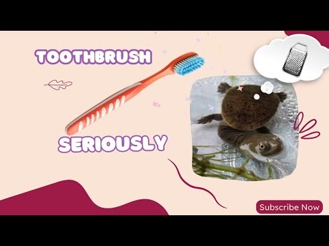 Stop Scrubbing Your Turtle! (Do This Instead)