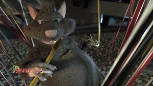 Bruce Tennenbaum is the current Owner/CEO and started with Arizona Pest Control in 1978. Learn more about our history in the Tucson community and world famous cockroach contests: https://www.azpest.com/about-us/ Arizona Pest Control Company provides free general pest and termite inspections in Tucson and throughout Southern Arizona. We specialize in termite control, pest control, bee removal, rodent control, and more for residential and commercial clients. Locally owned and family operated since