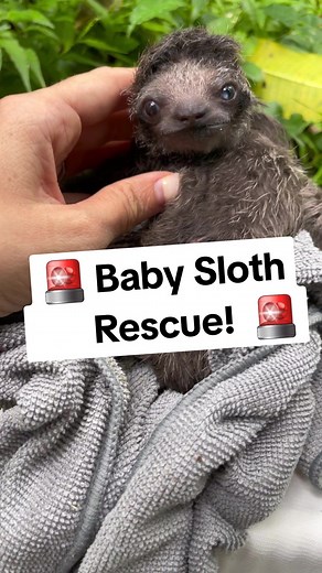 Urgent Sloth Rescue Mission in Costa Rica